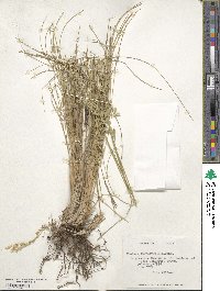 Festuca acanthophylla image