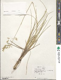 Festuca acanthophylla image