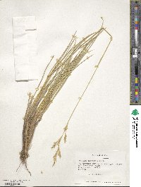 Festuca acanthophylla var. acanthophylla image