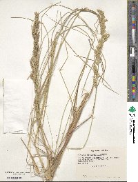 Festuca acanthophylla var. acanthophylla image