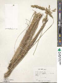 Festuca acanthophylla image