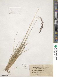 Festuca amethystina image