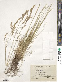 Festuca ampla image