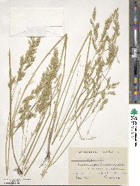 Festuca ampla image