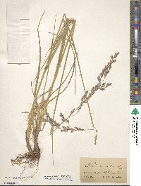 Festuca arundinacea image