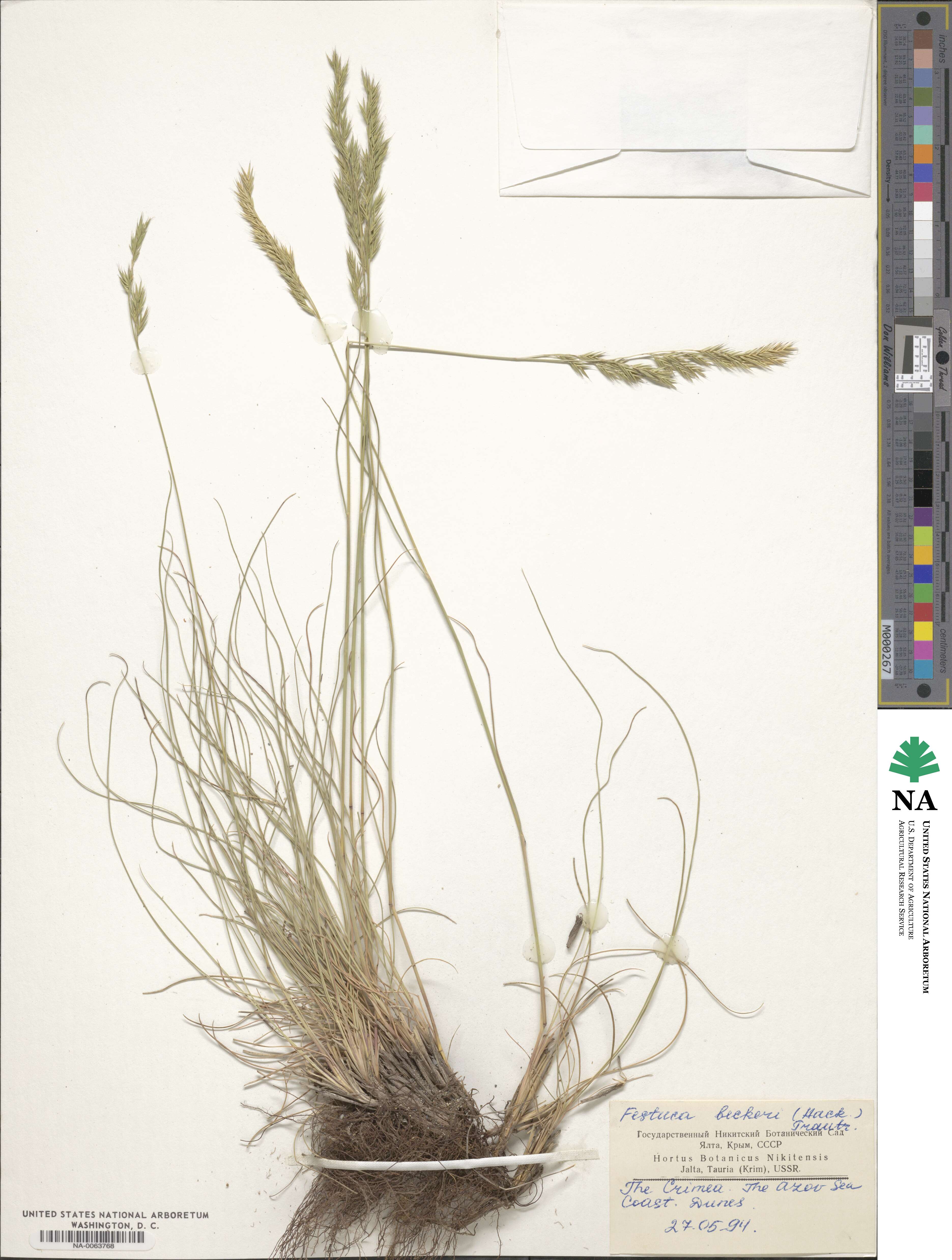 Festuca beckeri image