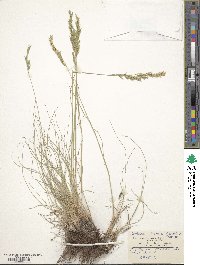 Image of Festuca beckeri