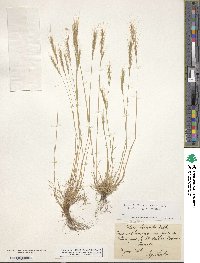 Festuca bromoides image