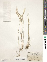 Festuca bromoides image