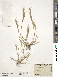 Festuca bromoides image