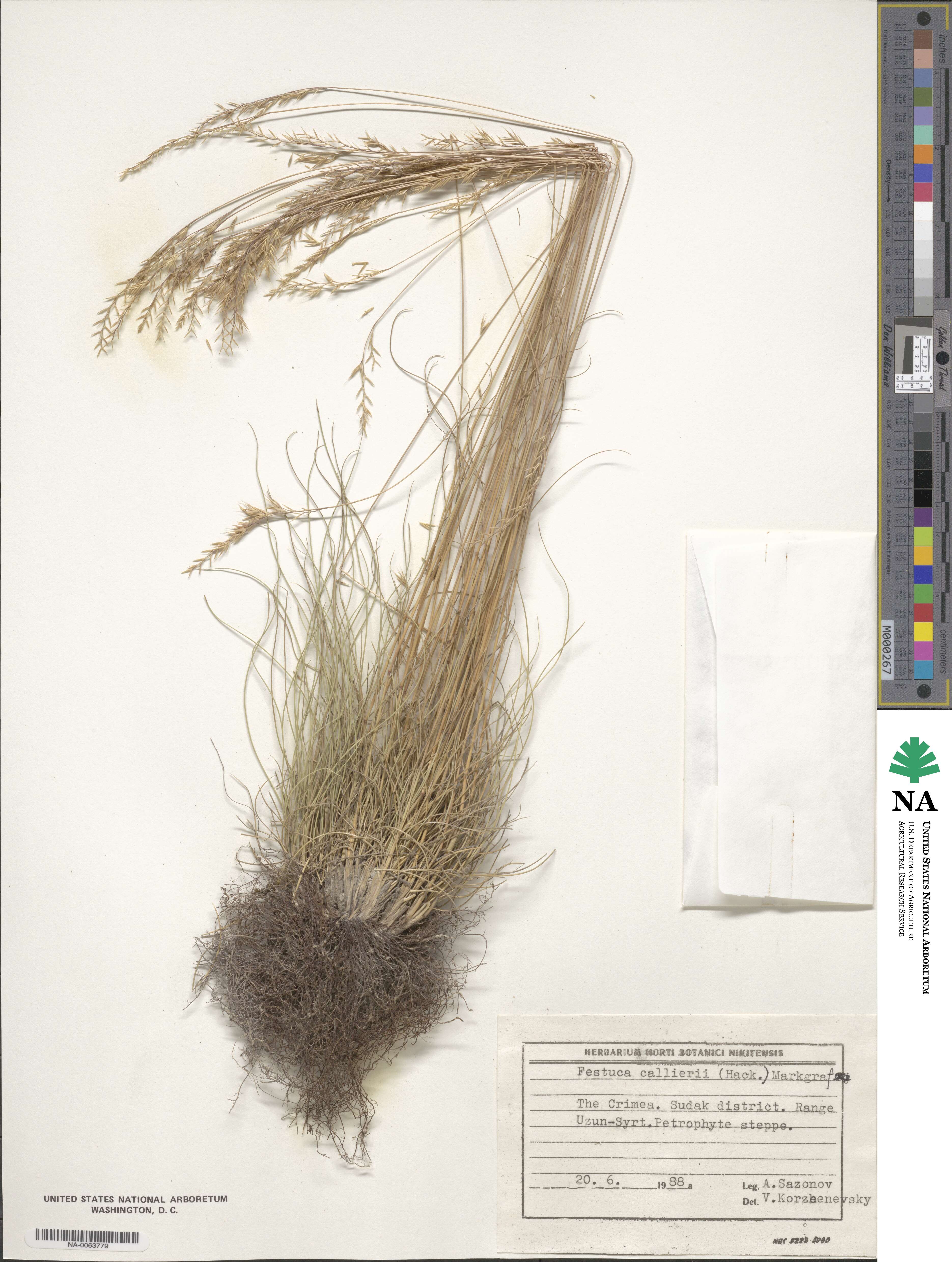 Festuca callieri image