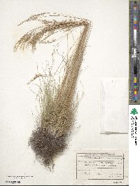 Image of Festuca callieri