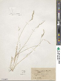 Festuca bromoides image