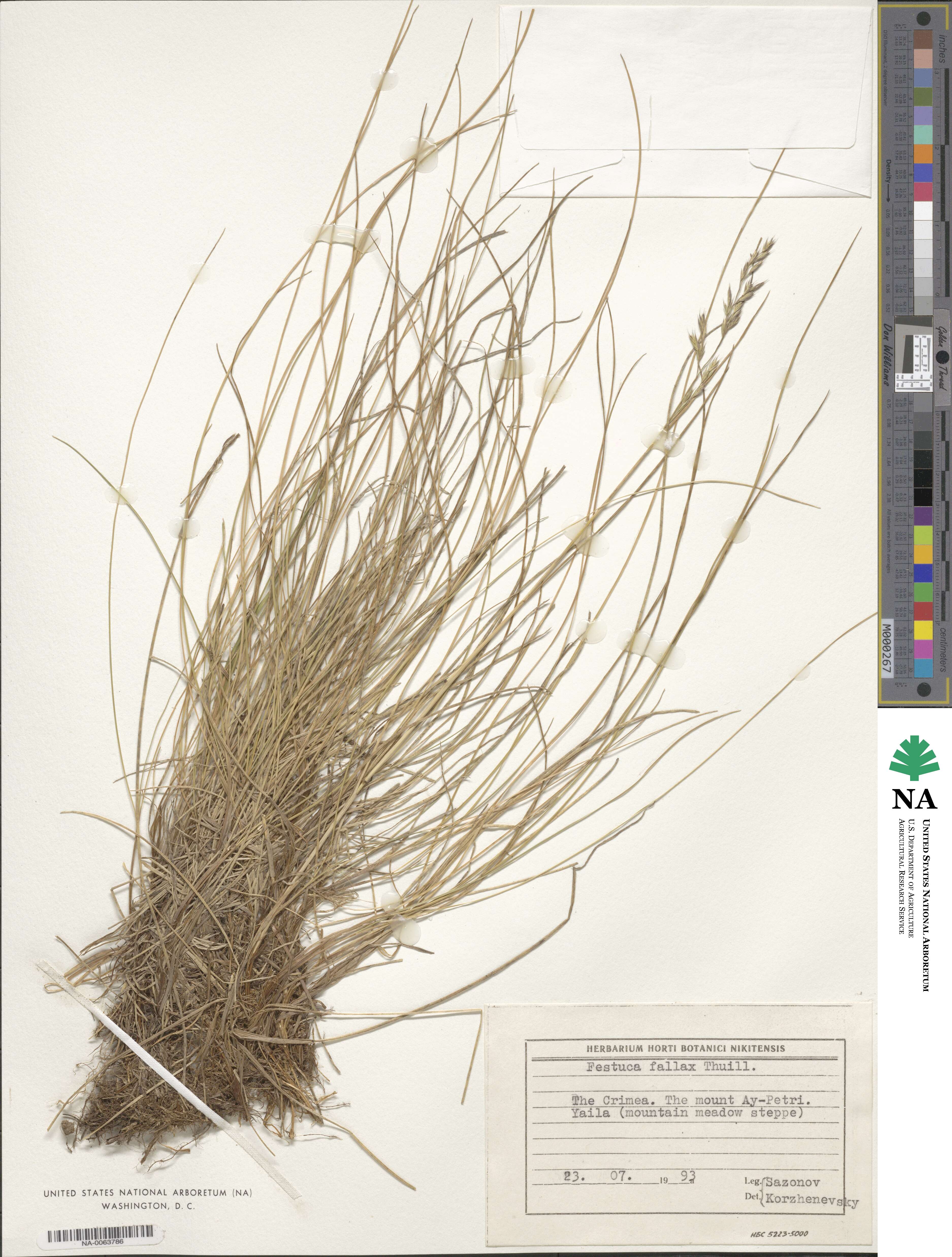 Festuca nigrescens image