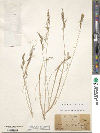 Image of Festuca arvernensis