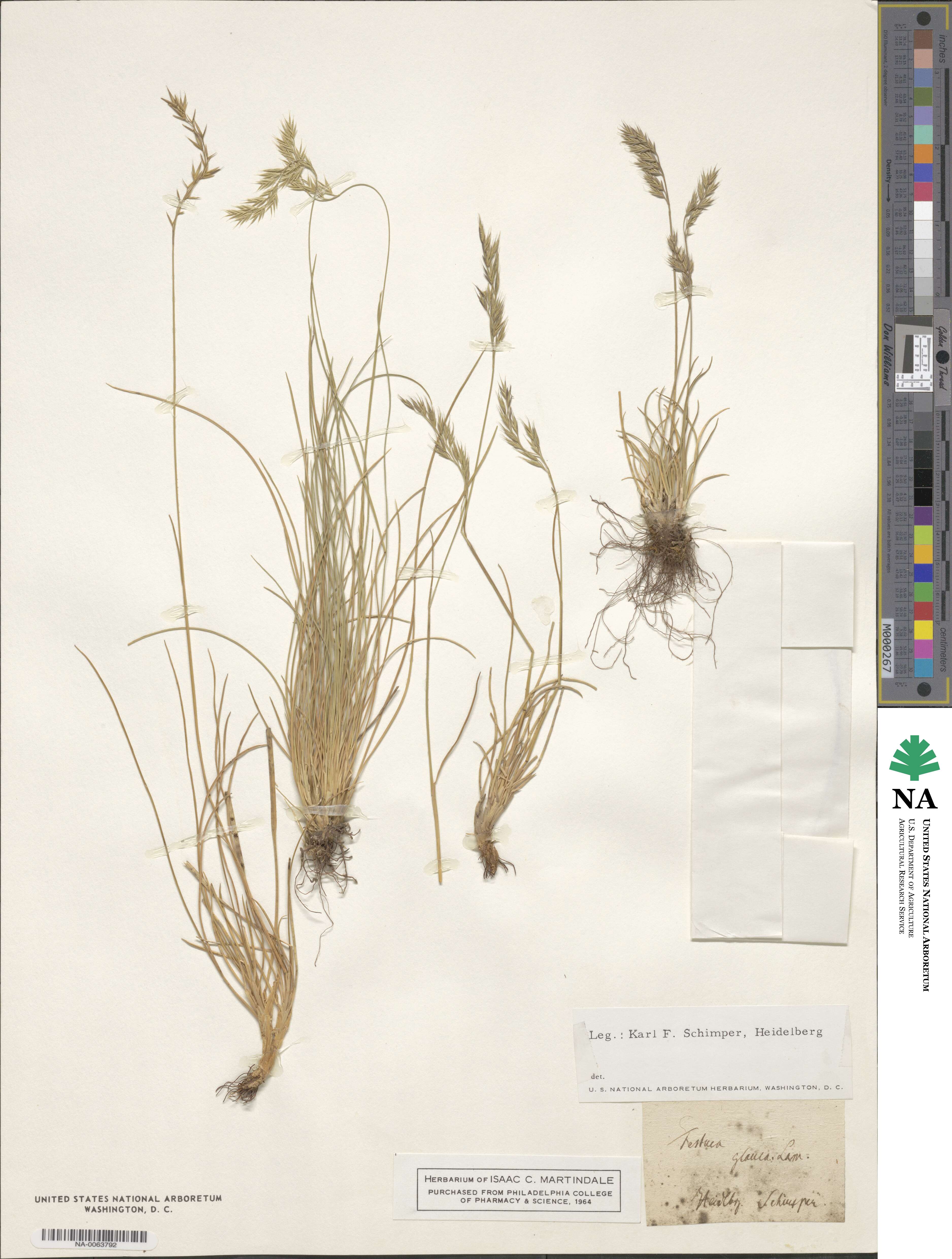 Festuca arvernensis image