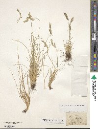 Festuca arvernensis image