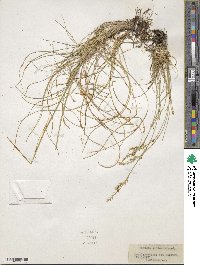 Festuca arvernensis image