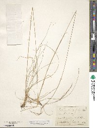 Festuca heterophylla image