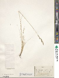 Festuca heterophylla image