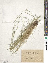 Festuca heterophylla image