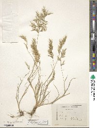 Image of Vulpiella stipoides