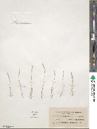 Festuca maritima image