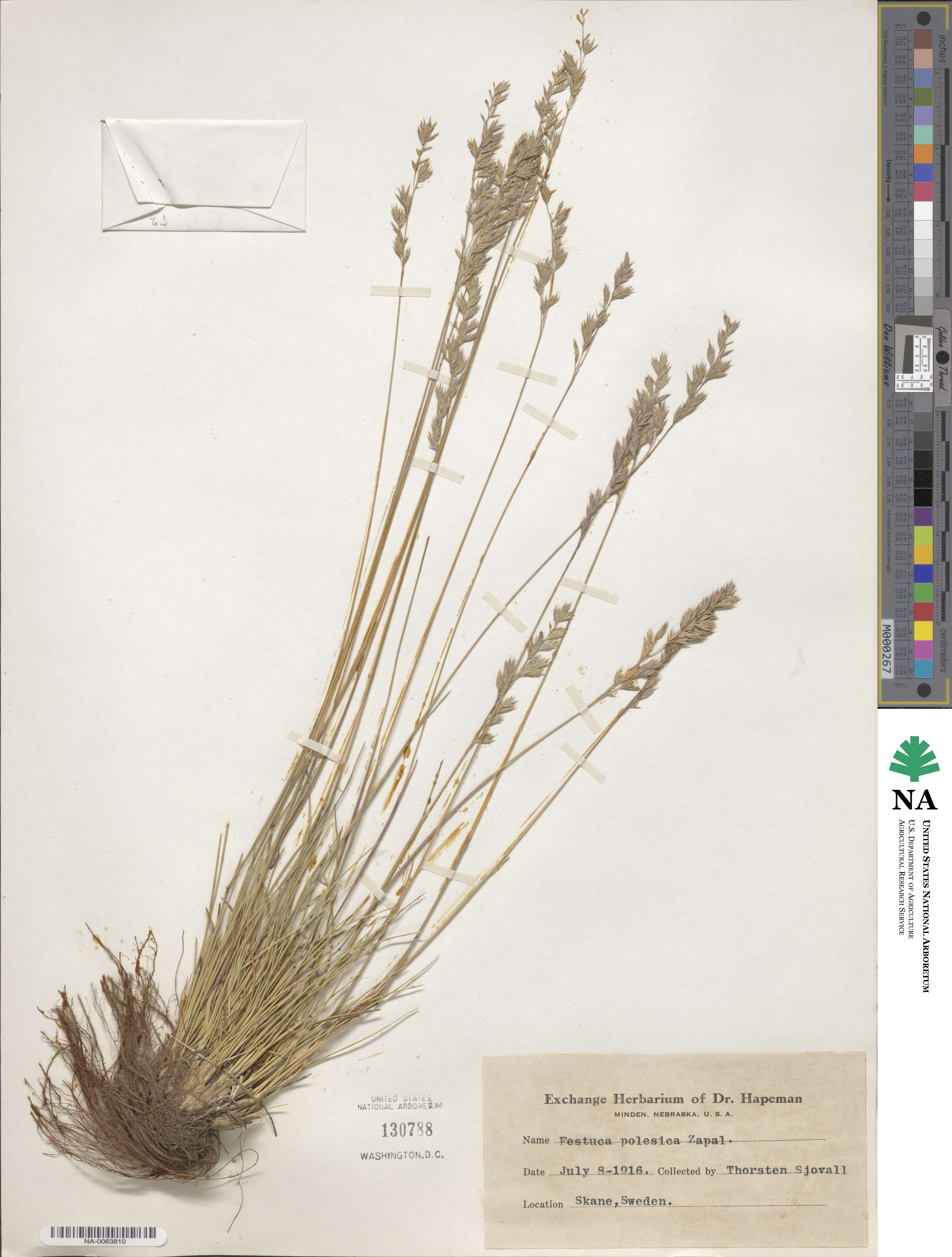 Festuca beckeri image