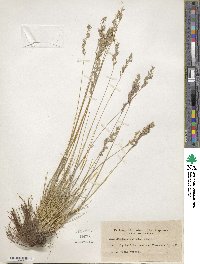 Festuca beckeri image