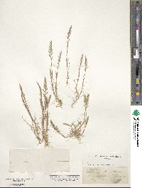 Catapodium rigidum image