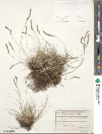 Festuca rupicola image