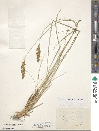 Image of Patzkea paniculata