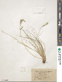 Festuca rupicola image