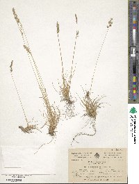 Image of Festuca airoides