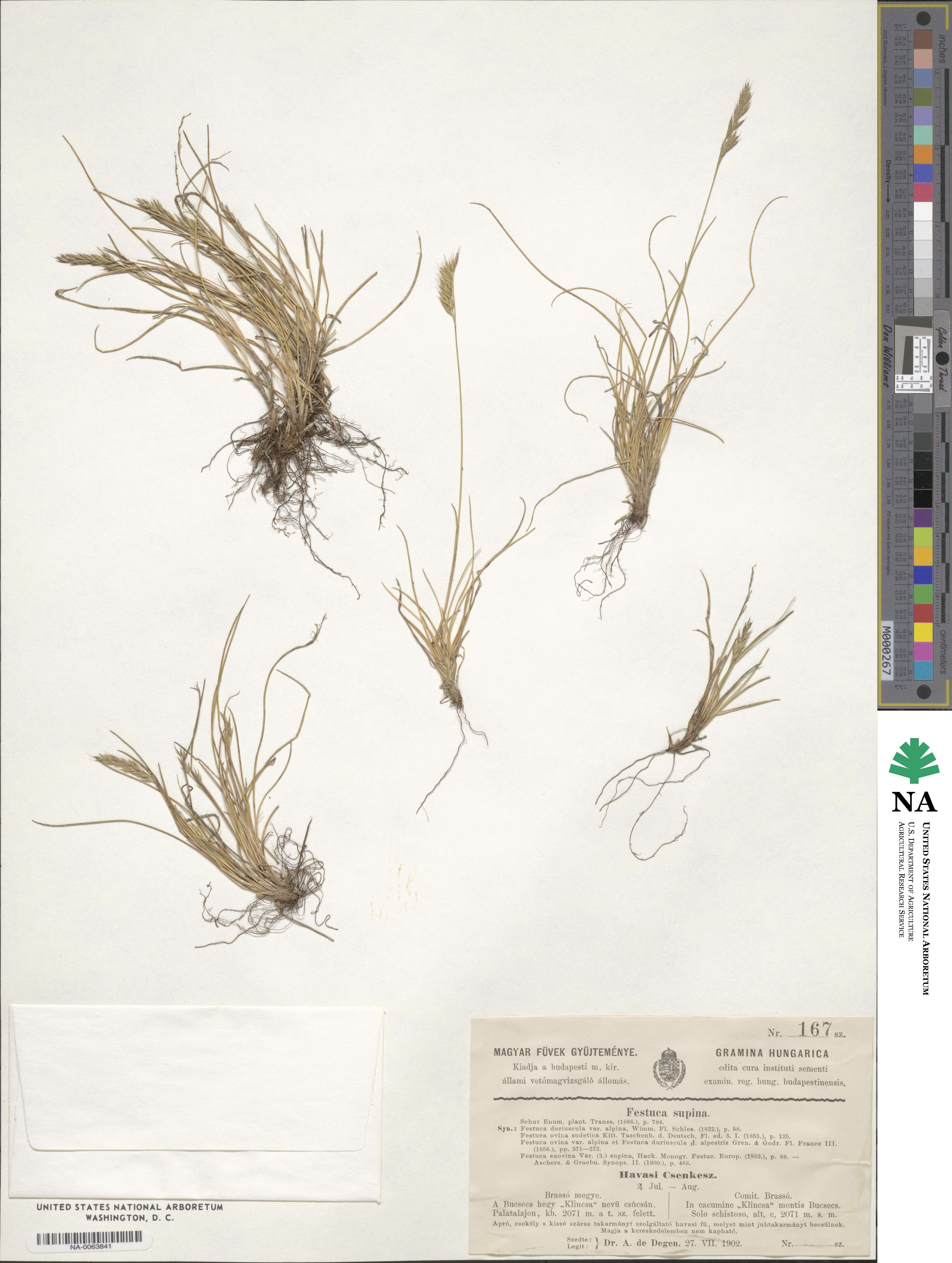 Festuca airoides image