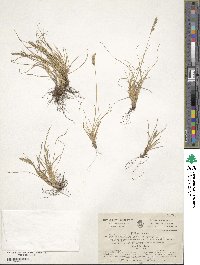 Festuca airoides image