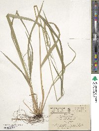 Festuca altissima image