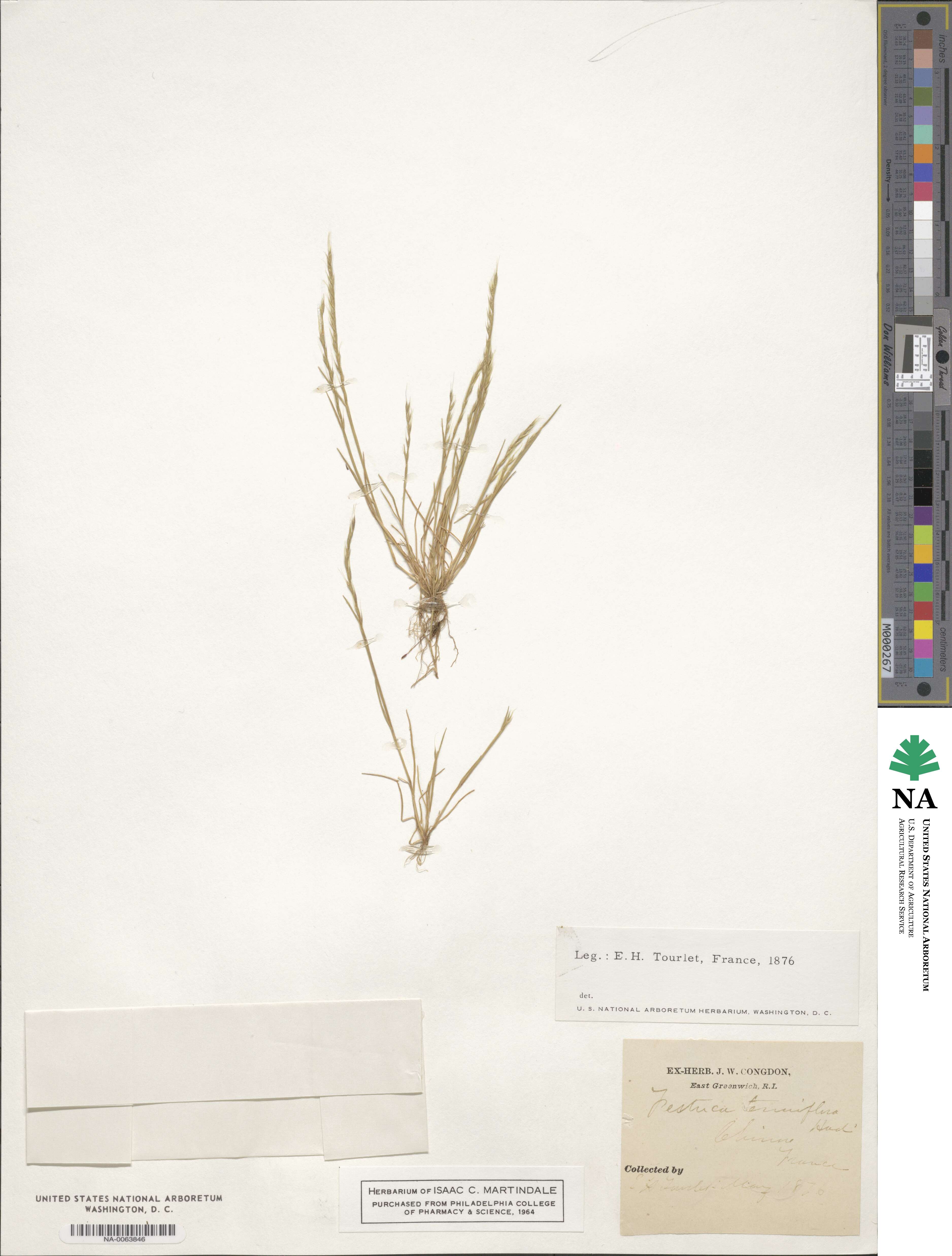 Festuca maritima image