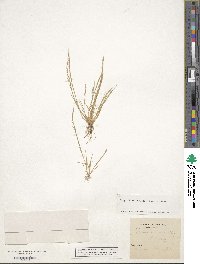 Festuca maritima image