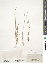 Festuca maritima image