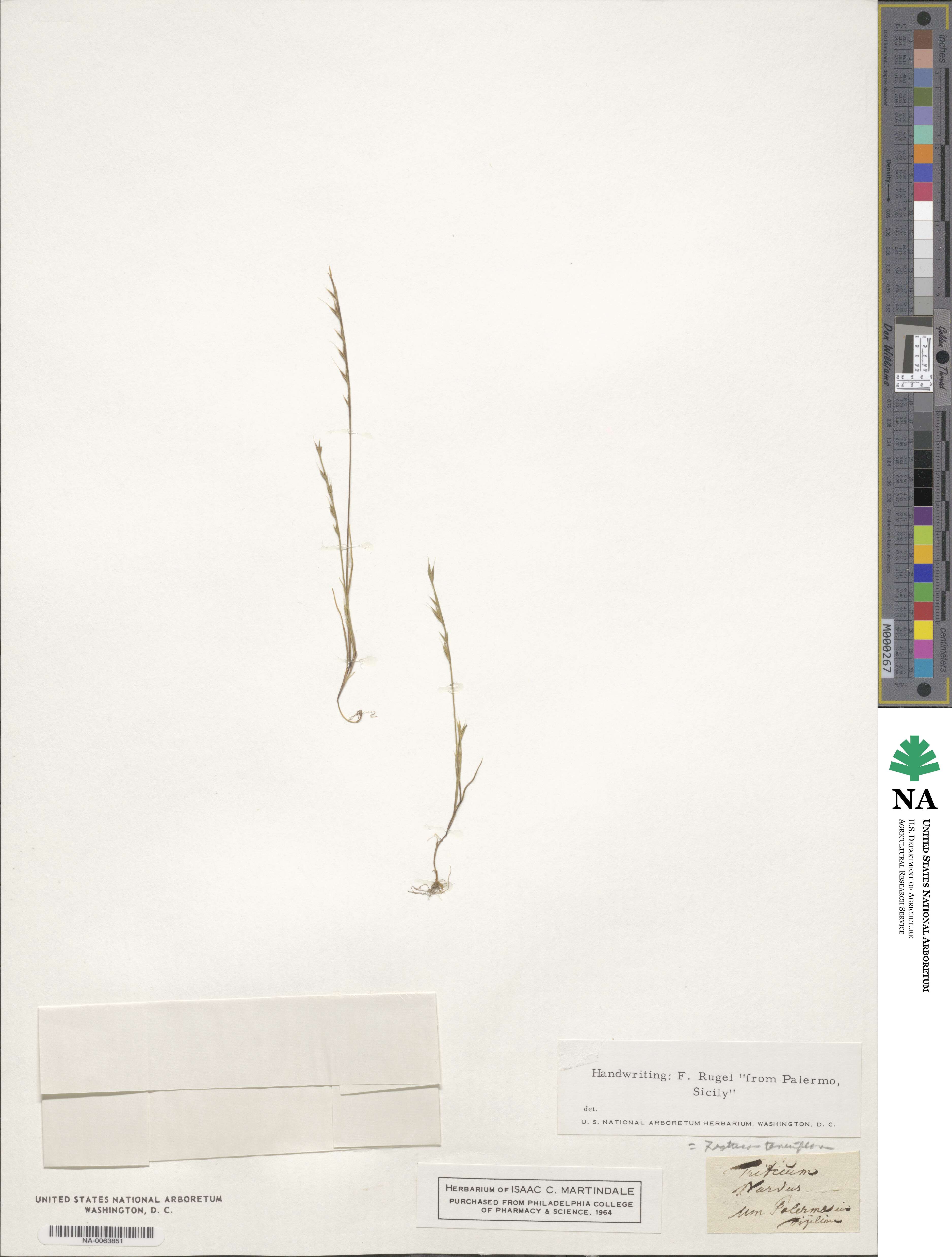 Festuca maritima image
