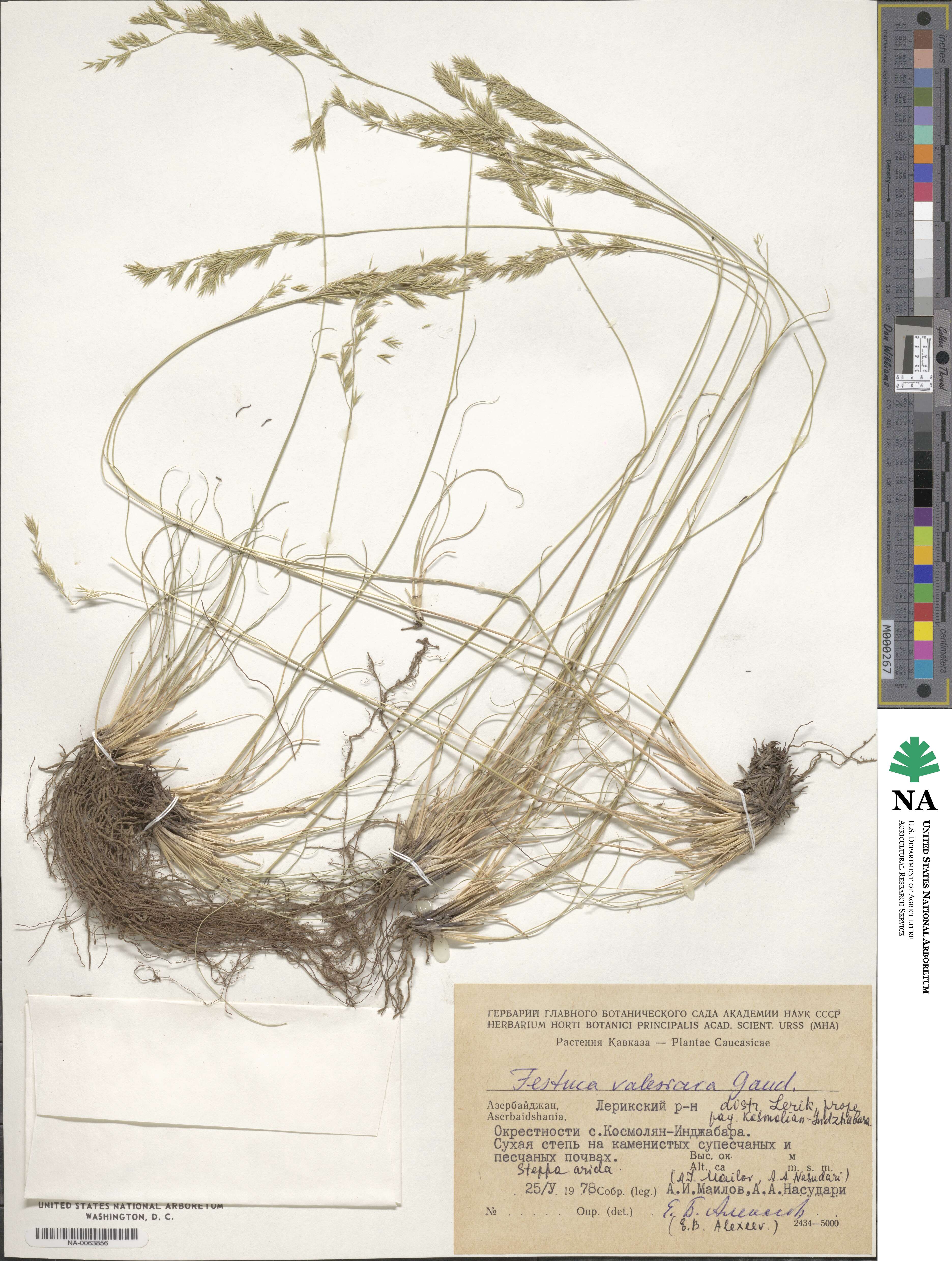 Festuca valesiaca image