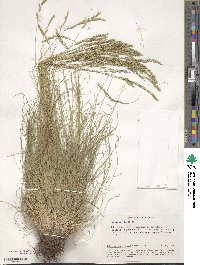 Festuca valesiaca image