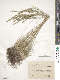 Festuca valesiaca image