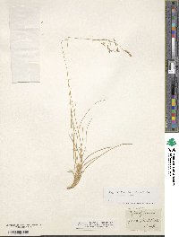 Festuca varia image