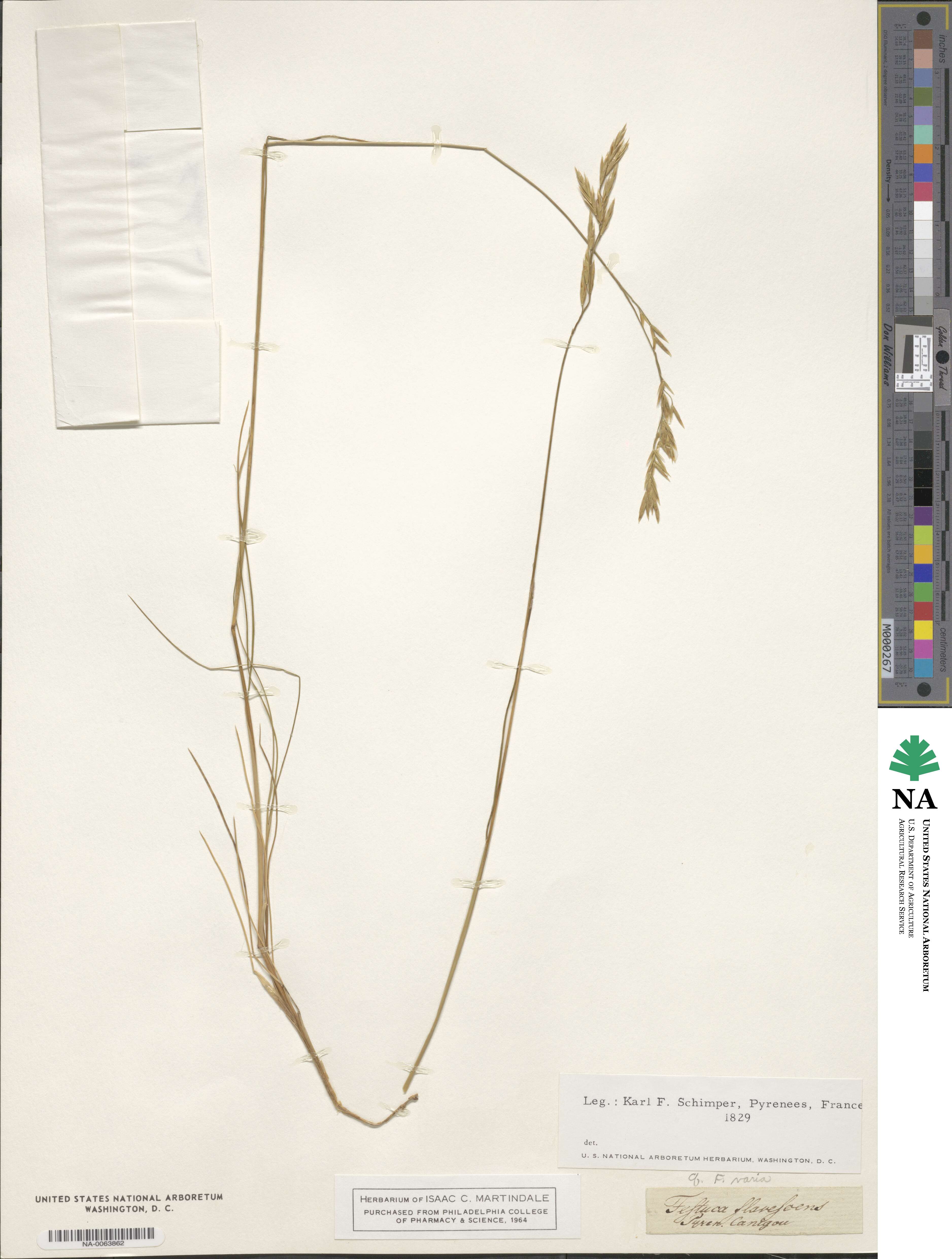 Festuca varia image