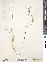 Festuca varia image