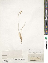 Festuca varia image