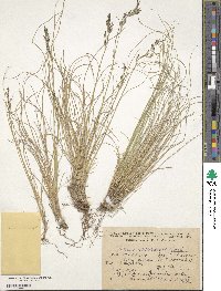 Festuca varia image