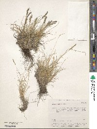 Festuca altaica image